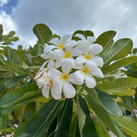 Meet your Posher, Gail - Picture 1 of 1